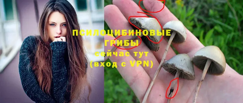 наркотики  Красноярск  Галлюциногенные грибы MAGIC MUSHROOMS 